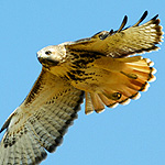 red_tailed_hawk_in_flight