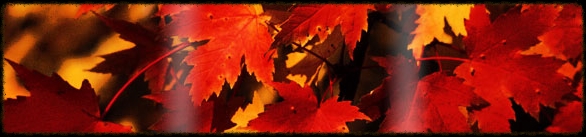 red-fall-leaves-banner.jpg