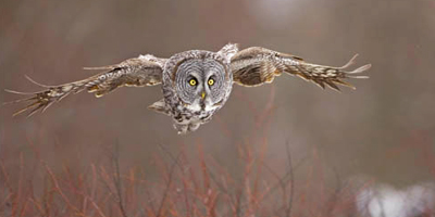 great_gray_owl