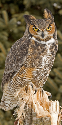great_horned_owl