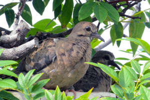 baby_mourning_doves