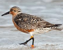 B95_red_knot