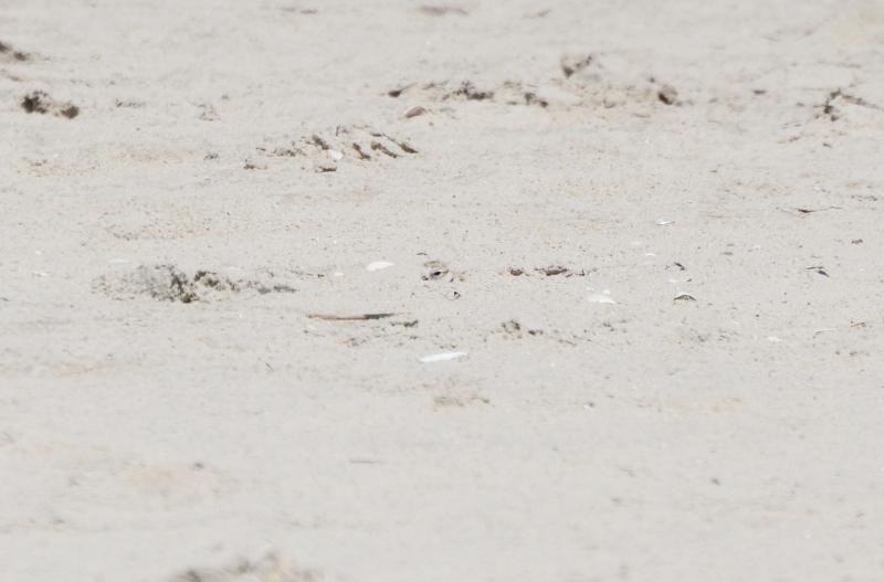 piping_plover_chick_hiding