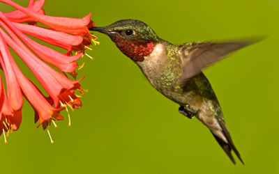 ruby_throated_hummingbird