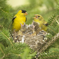 american_goldfinch_family
