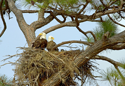 bald_eagles_nest