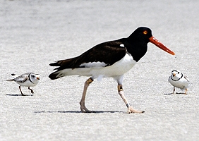 piping_plover_oystercatcher