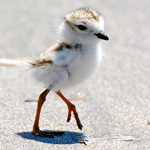 piping_plover_chick