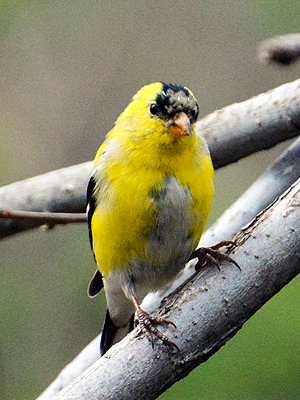 goldfinch_molting