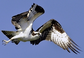 osprey_flying