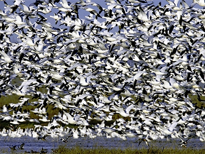 snow_geese_central_valley_ca_gary_zahm_usfws