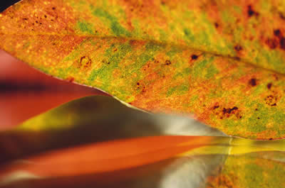 leaf-macro.jpg