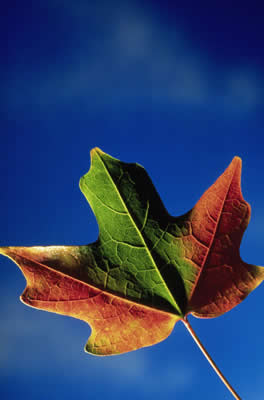 red-green-leaf.jpg