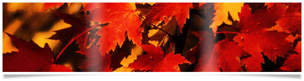 red-fall-leaves-banner.jpg