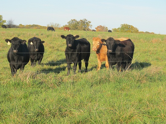 October Cattle