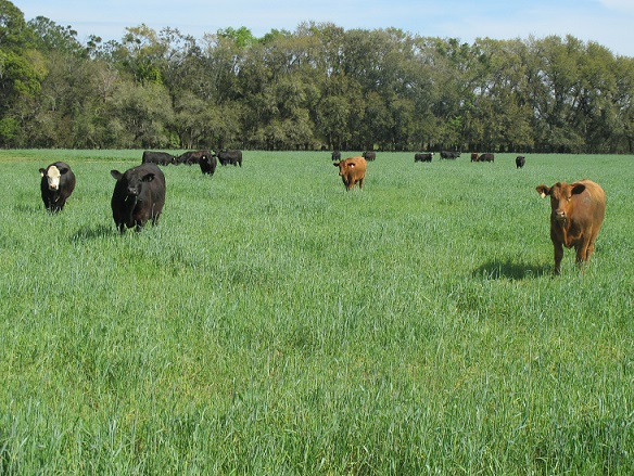Alabama grazing