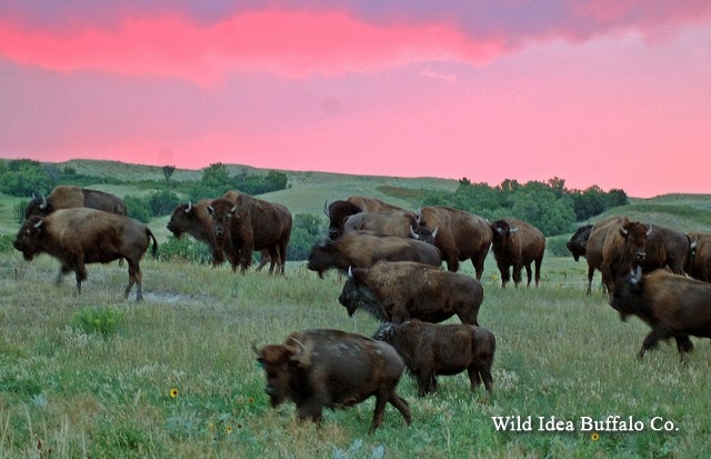 Wild Idea Buffalo
