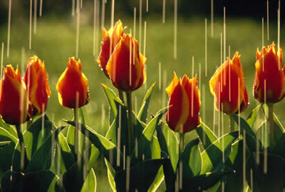 raining-tulips.jpg