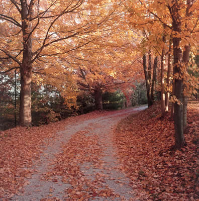 autumn-foliage-road.jpg