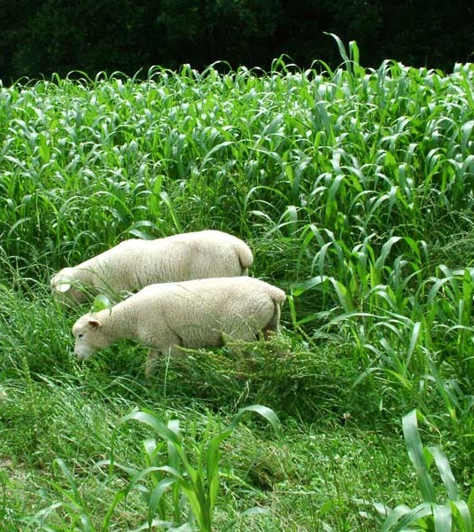 Missouri Lambs