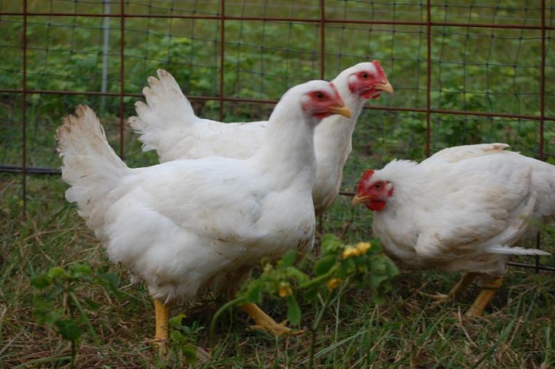 South Carolina Chickens