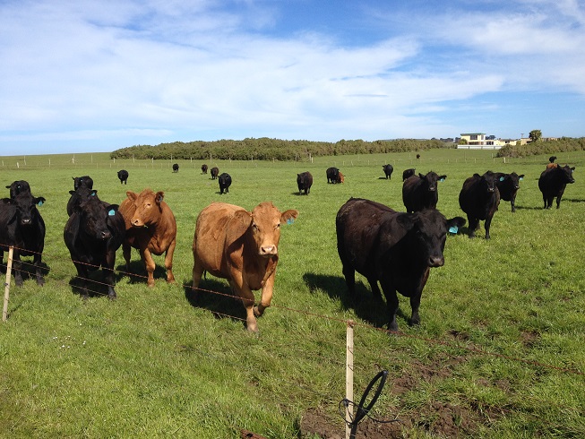 Tasmania Cattle