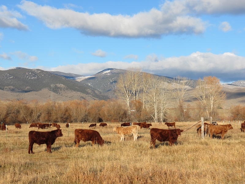 Montana Cattle