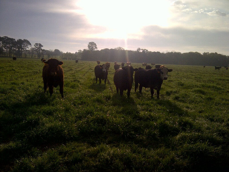 Alabama Cattle