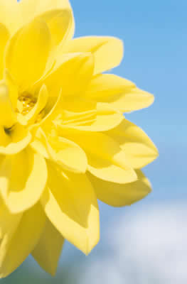 yellow-flower-closeup.jpg