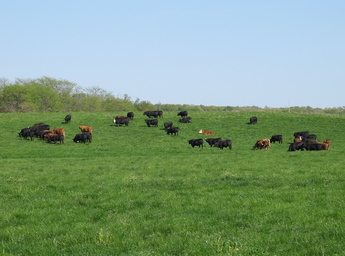 Spring Pastures