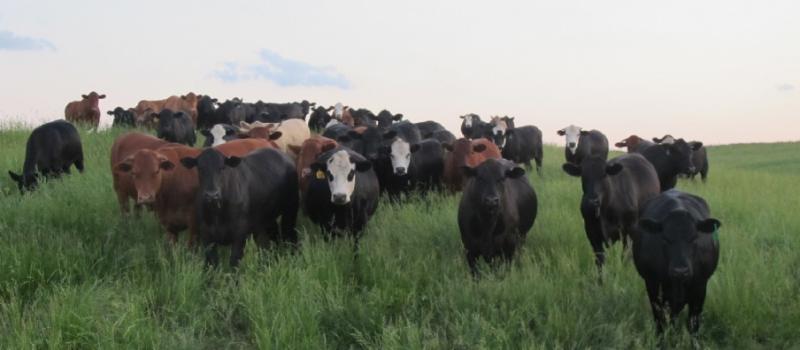 Missouri Cattle