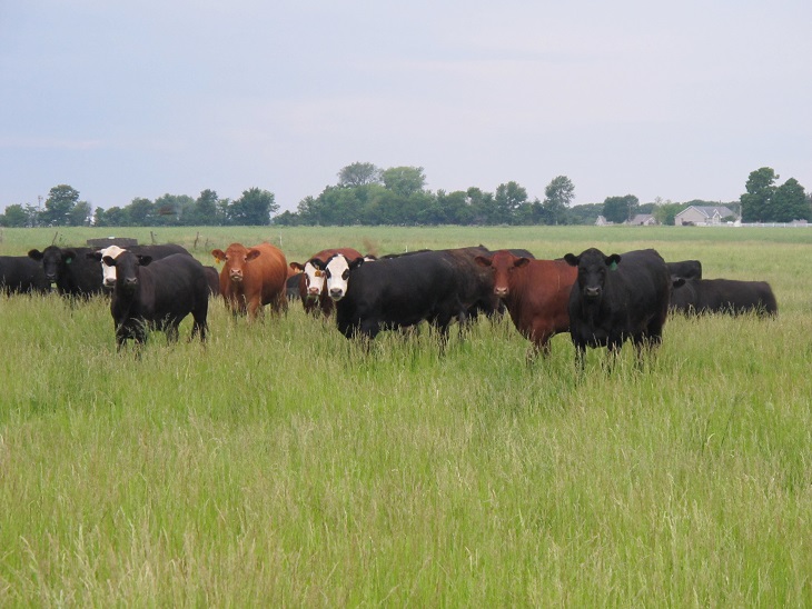 Summer Cattle