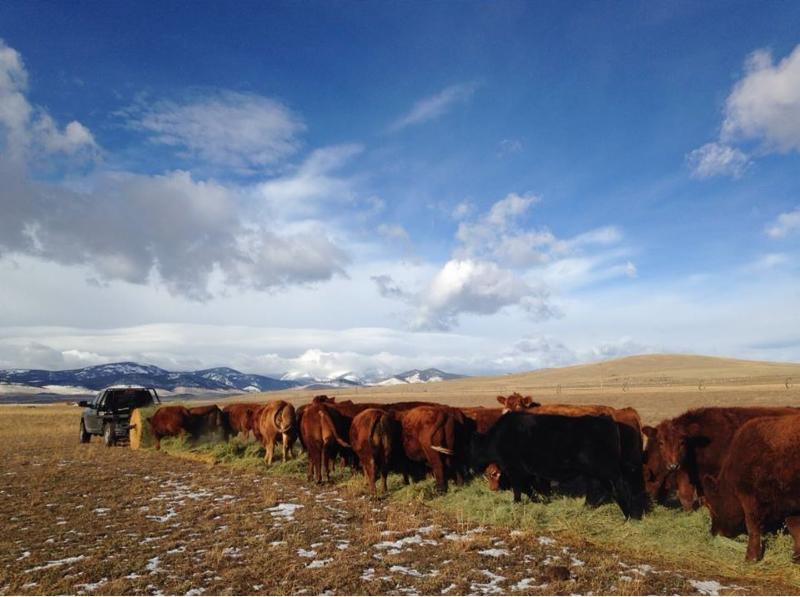 Montana Cattle