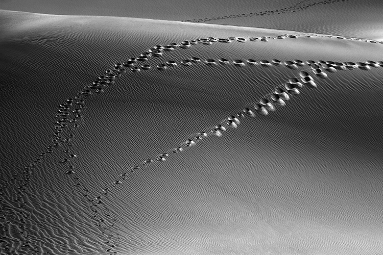 Dunes of Nude No. 81