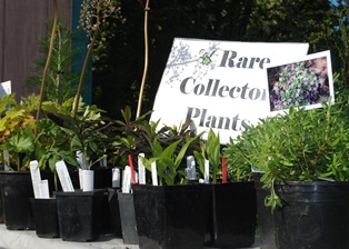 Plant Sale Rare Plants