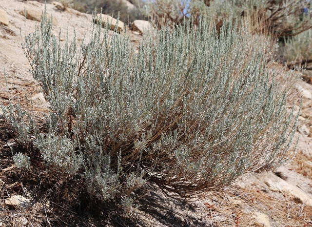 Artemisia tridentata 'sagebrush'