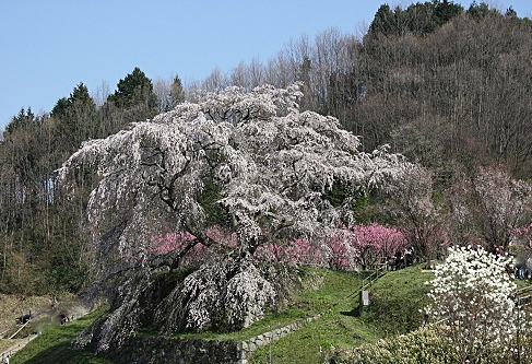 300 yrs old - Matabei Sakura (Cherry Blossom) in Nara