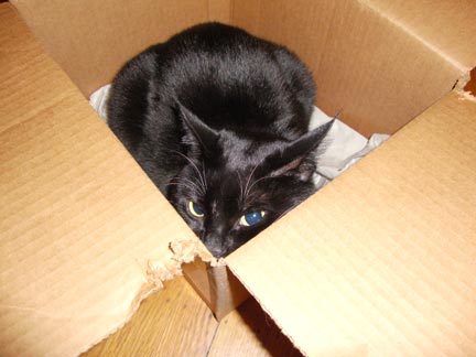 Isabel in a box