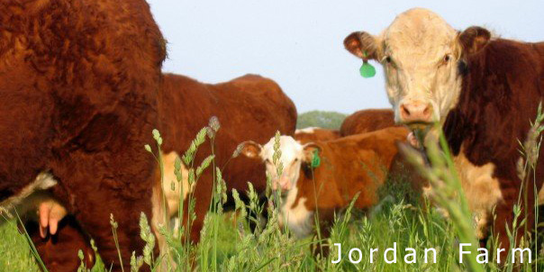 Jordan Farm Beef photo