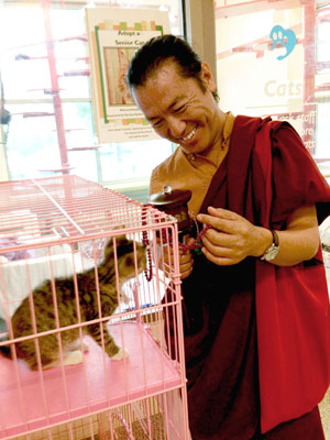 Lama Gursam blessing a kitten at Angel Memorial Animal Hospital June 2013.