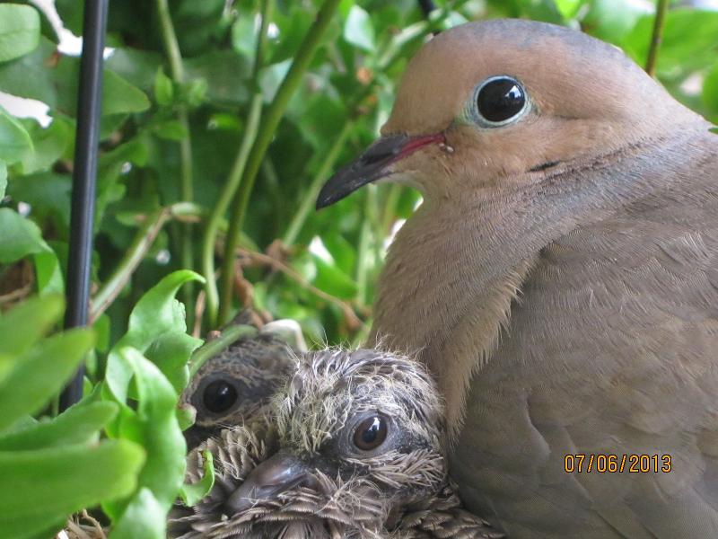 mourning dove & 2 squabs