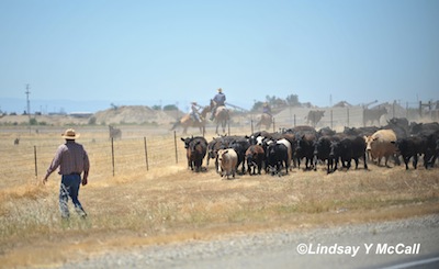 Rancho Murieta Cowboys photo by Lindsay McCall