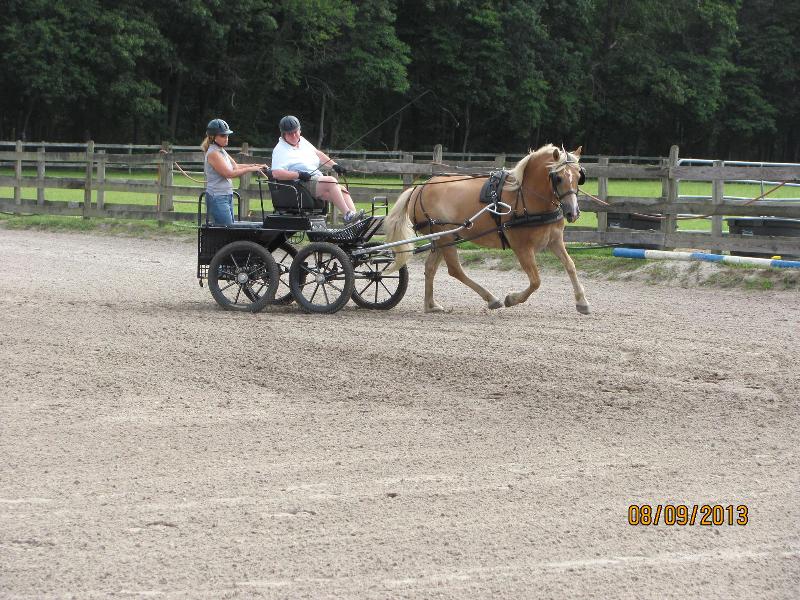 Boo Fitch Driving, Sara Schmitt Navigating with horse Wilbur owned by Nearaway Farms