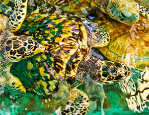 Sea Turtles by Bruce Bozman