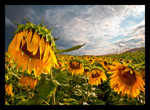 Zombie Sunflower by Dewey Fladd