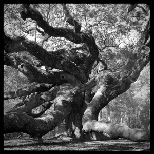 Angel Oak Reaching by Steve Tryon
