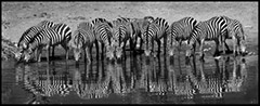 Zebra Line Drinking by Ted Tatarzyn